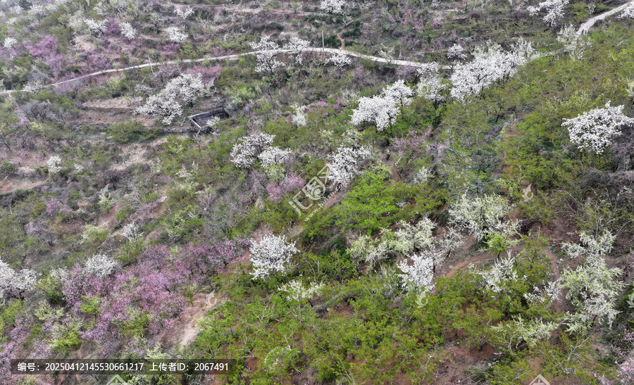 山东临沂平邑县九间棚景区桃花梨花