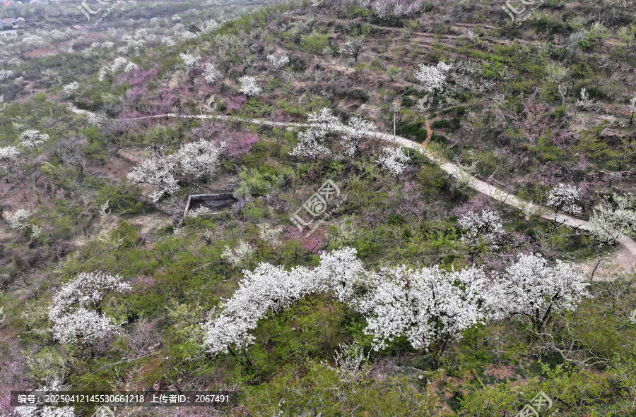 山东临沂平邑县九间棚景区桃花梨花