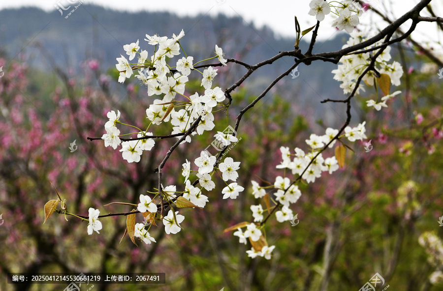 山东临沂平邑县九间棚景区桃花梨花