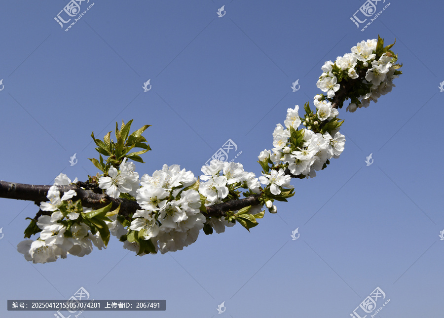 大樱桃花