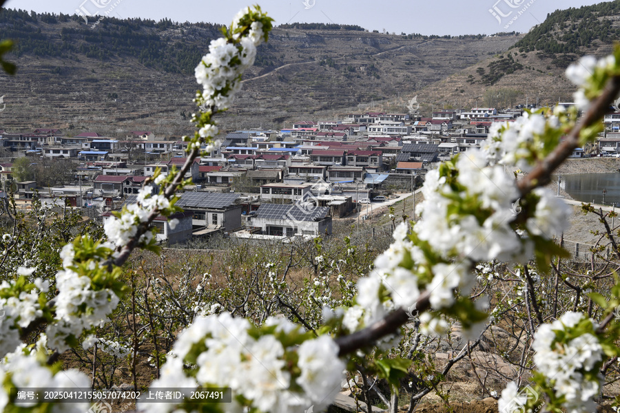 大樱桃花