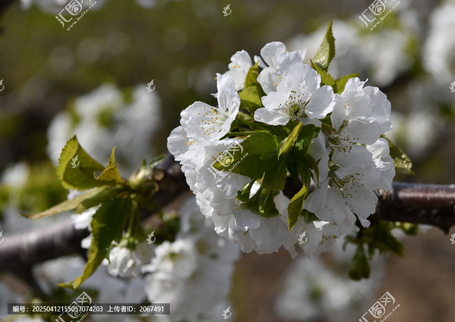 大樱桃花