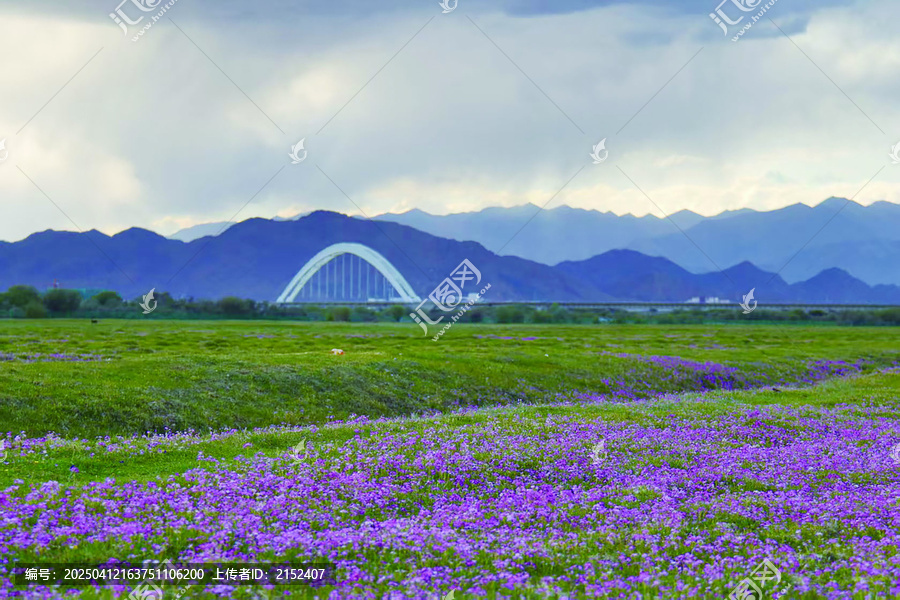 西藏格桑花一角有些模糊慎重