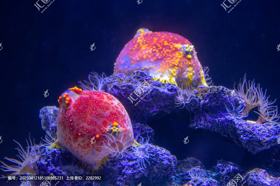 海底生物海苹果