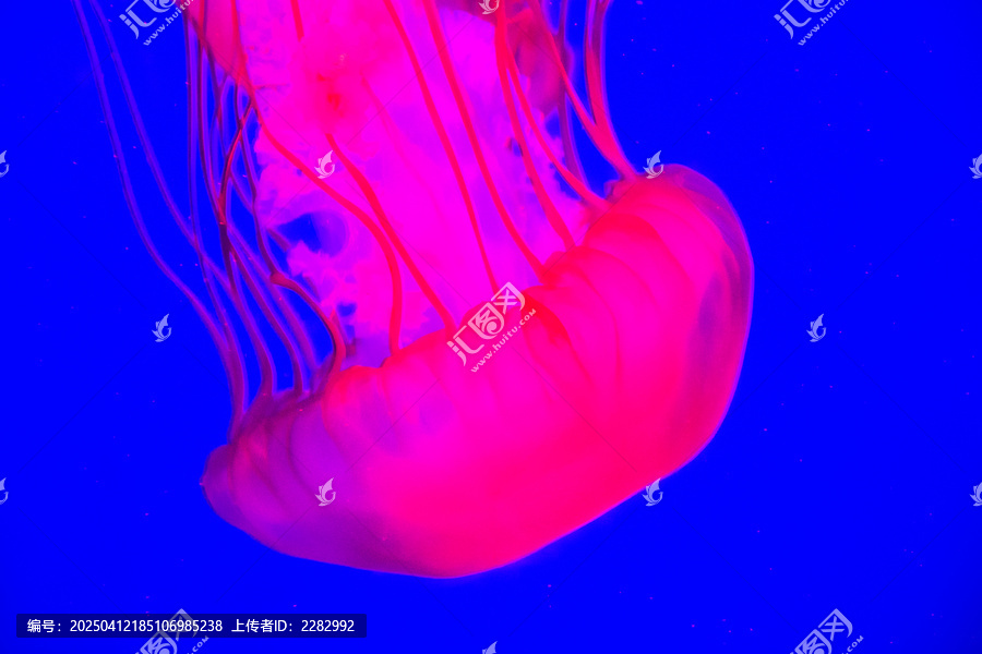 水母