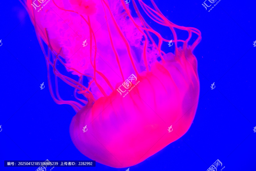 水母