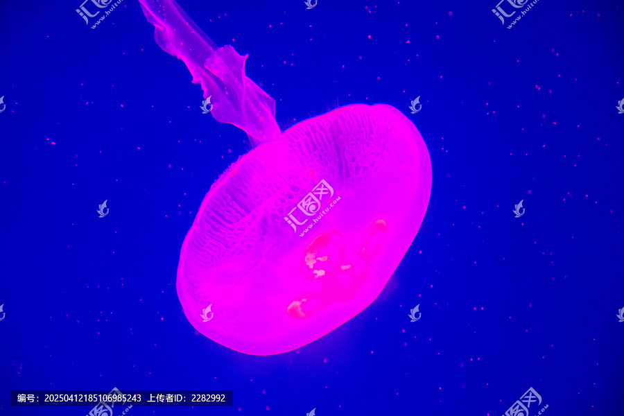 水母