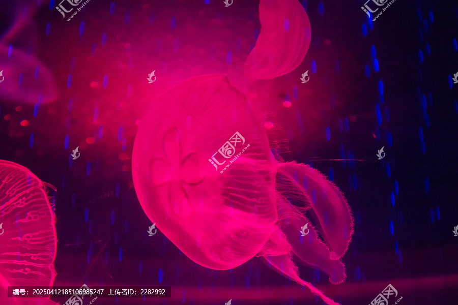 水母