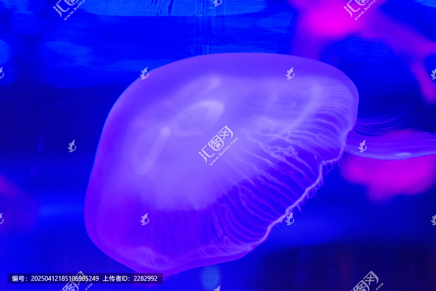 水母