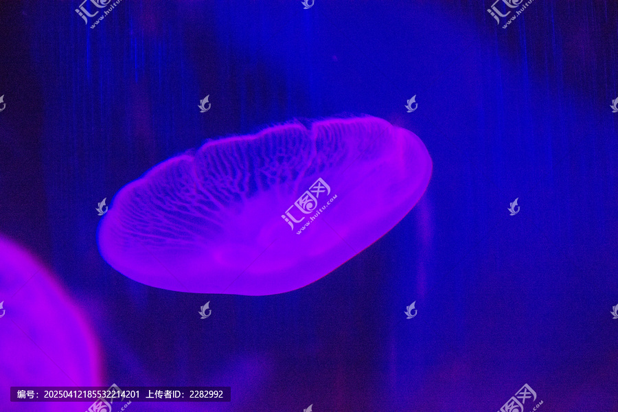 水母