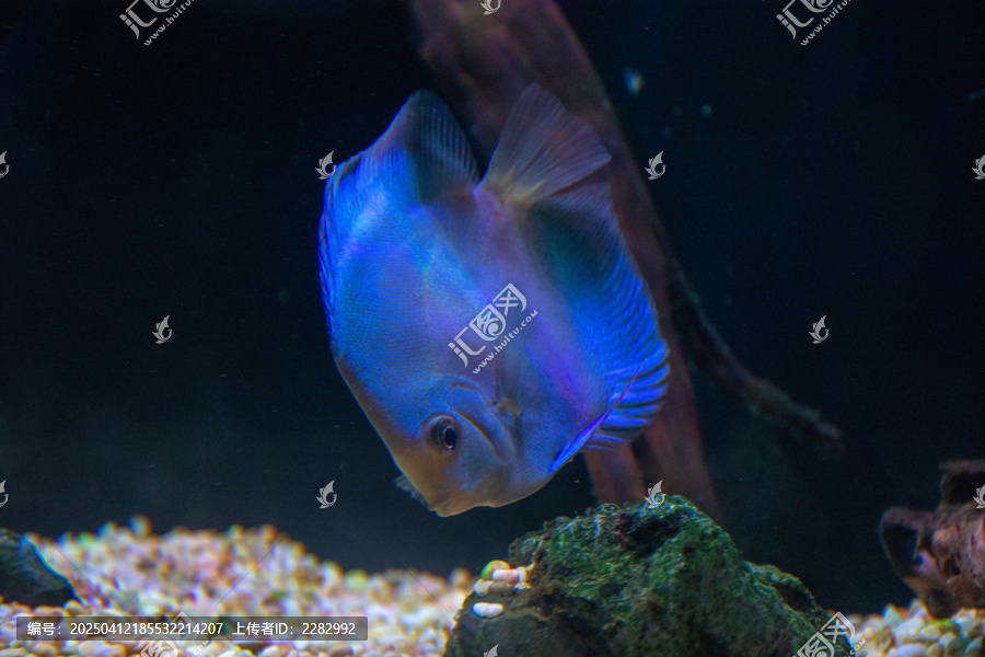 热带观赏鱼七彩神仙