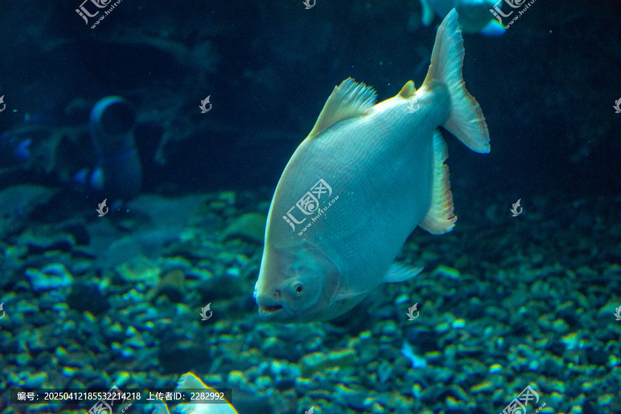 海洋馆热带鱼
