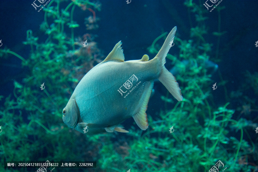 海洋馆热带鱼