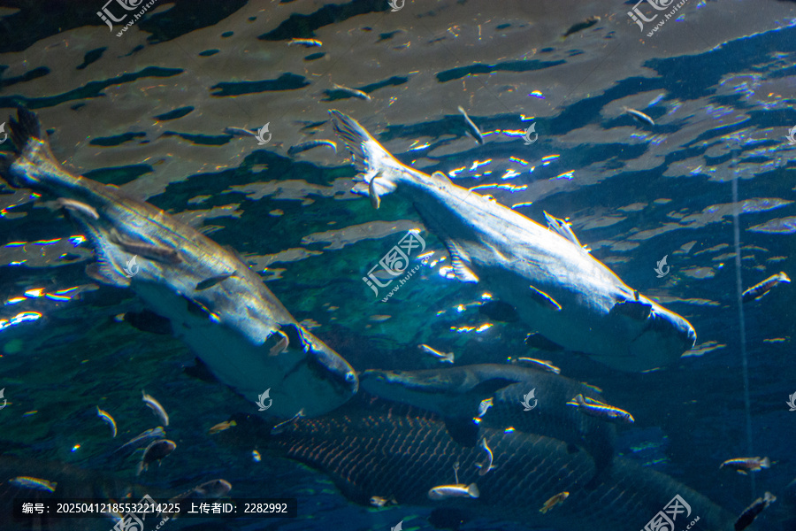 海洋馆热带鱼