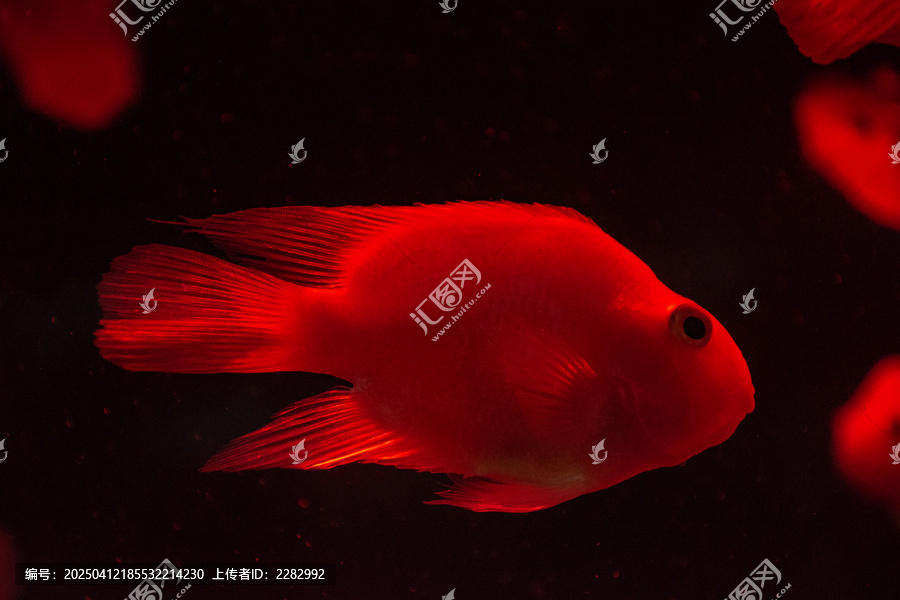 海洋馆中的红财神鱼