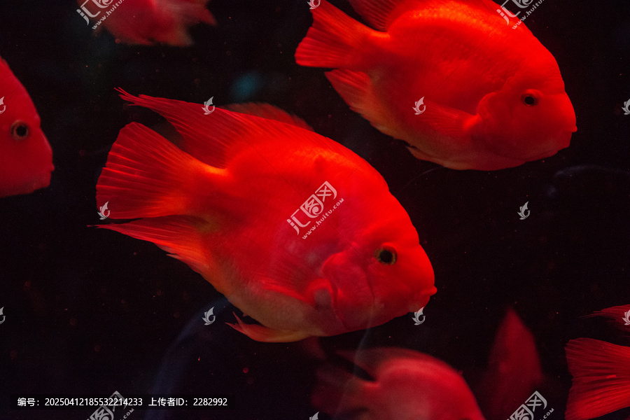 海洋馆中的红财神鱼