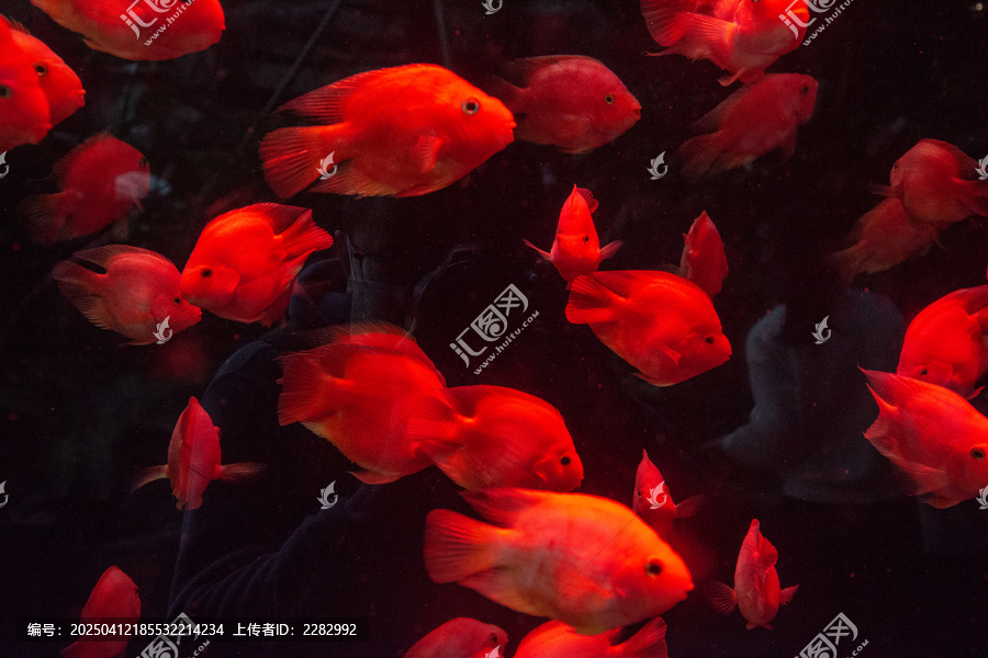 海洋馆中的红财神鱼