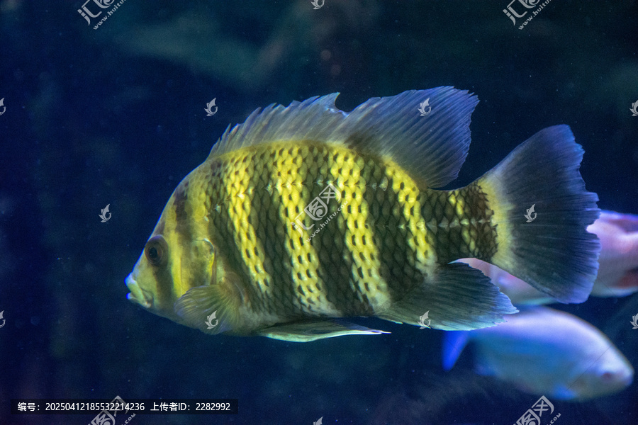 海洋馆热带鱼
