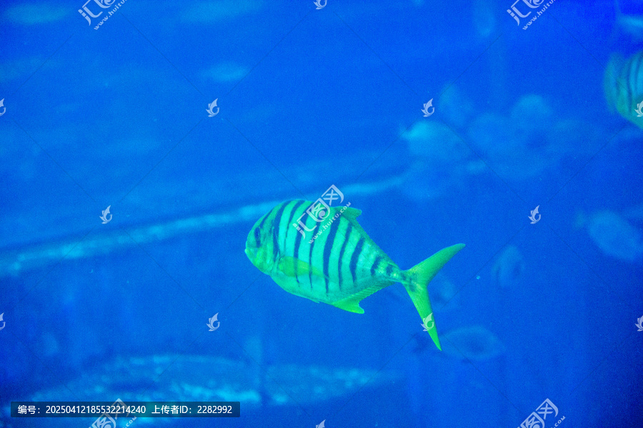 海洋馆热带鱼
