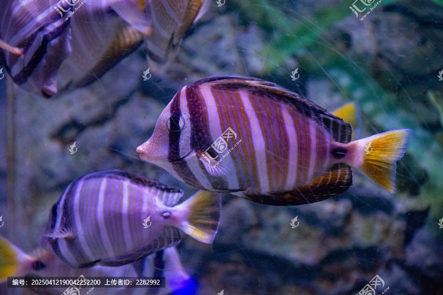 海洋馆热带鱼