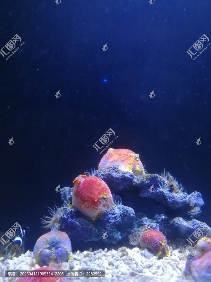 海底生物海苹果