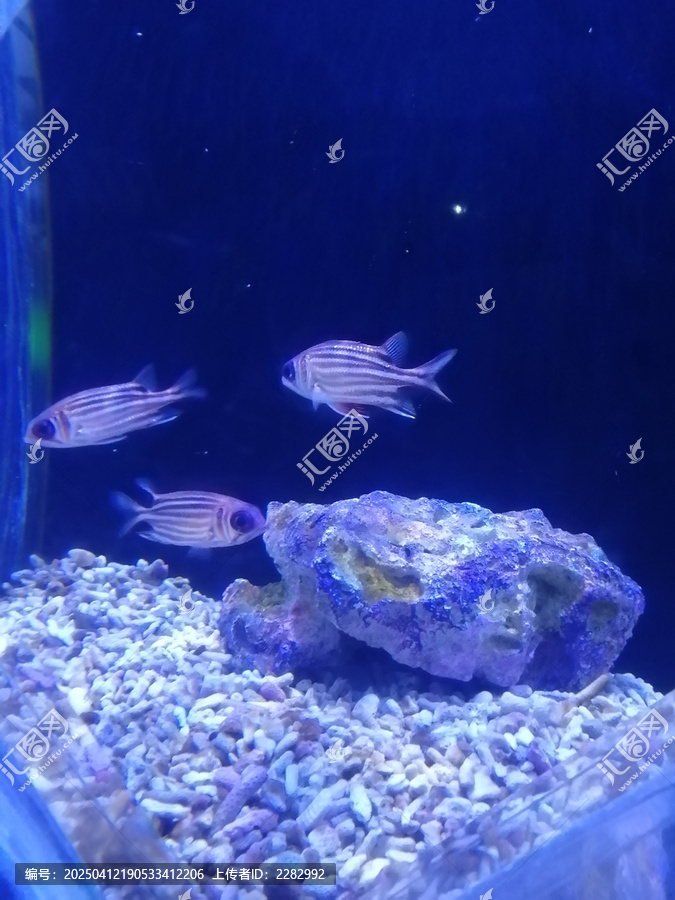 海洋馆热带鱼