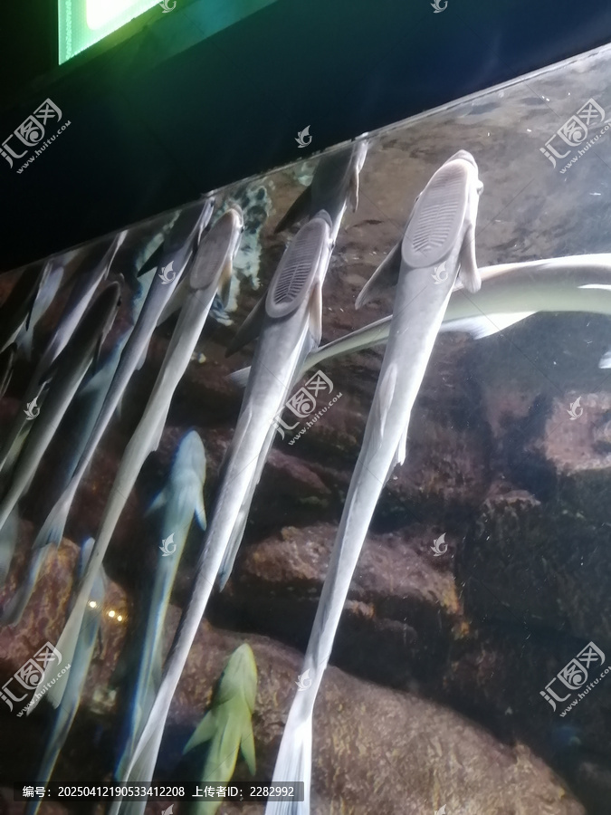 海洋馆热带鱼