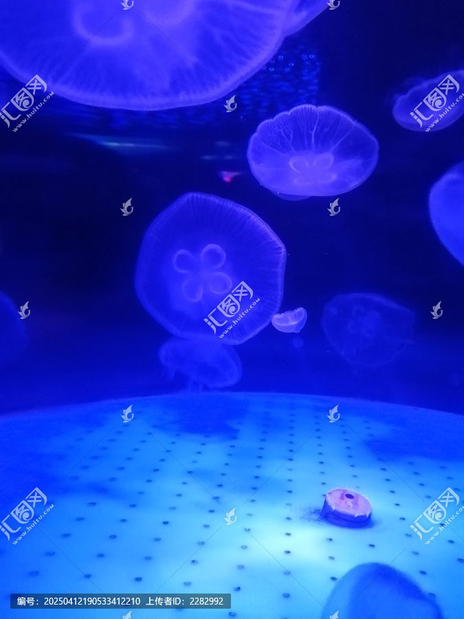 水母