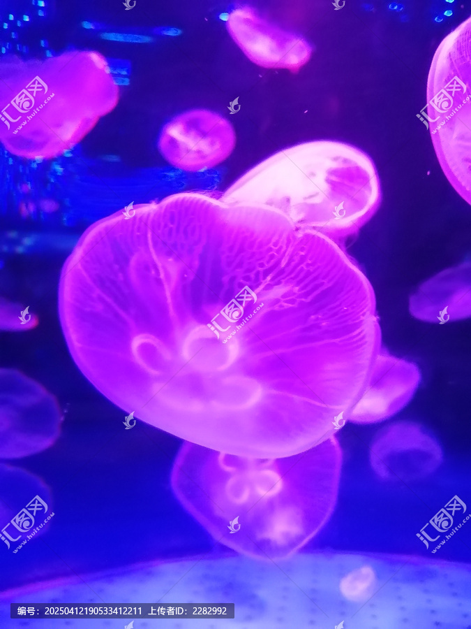 水母