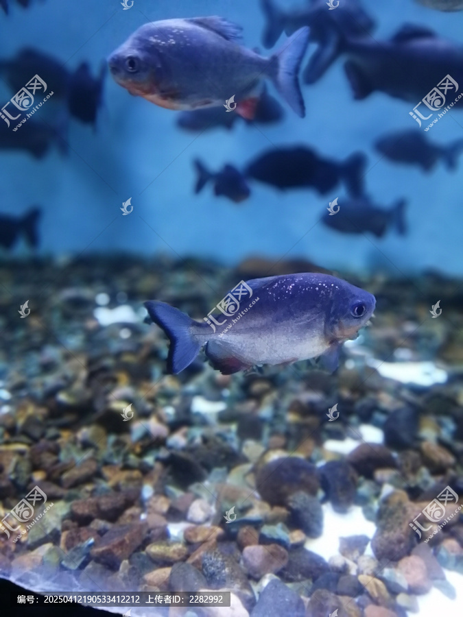 海洋馆热带鱼