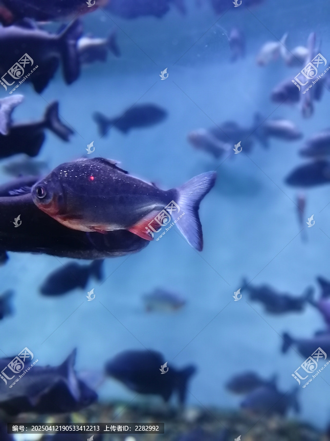 海洋馆热带鱼