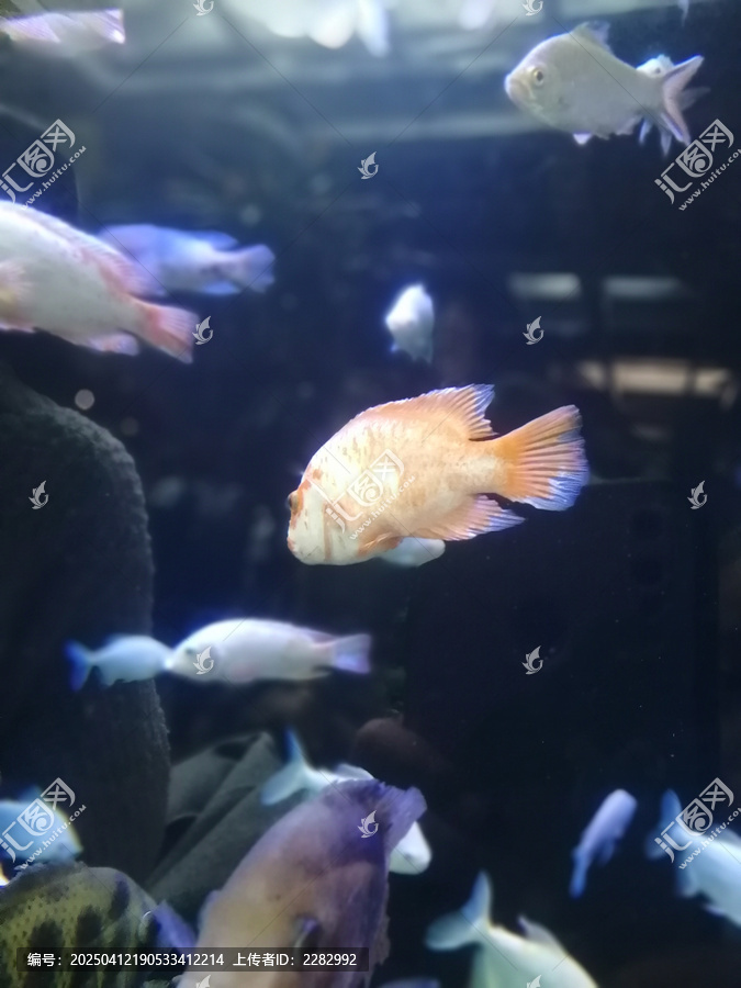 海洋馆热带鱼