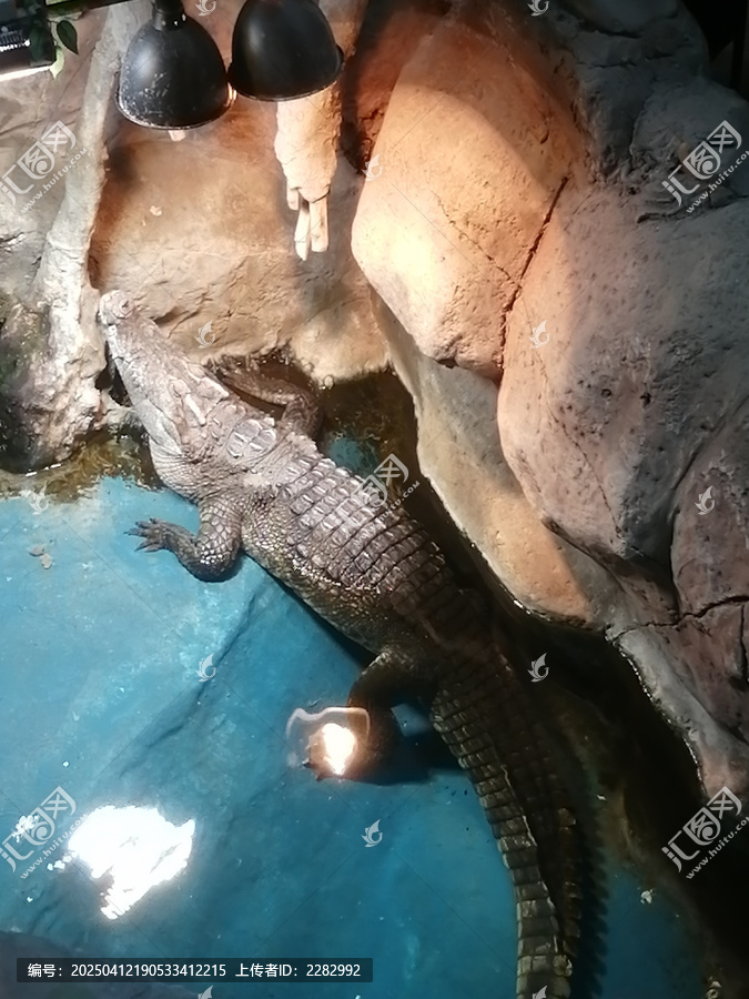 鳄鱼