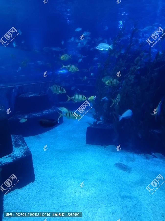 海洋馆热带鱼