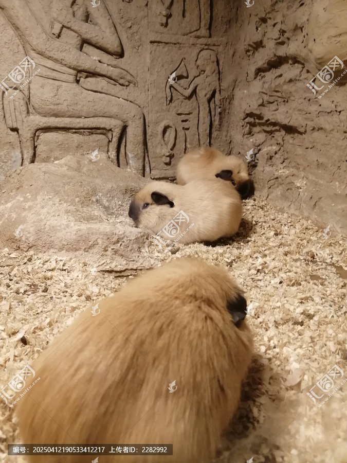 豚鼠