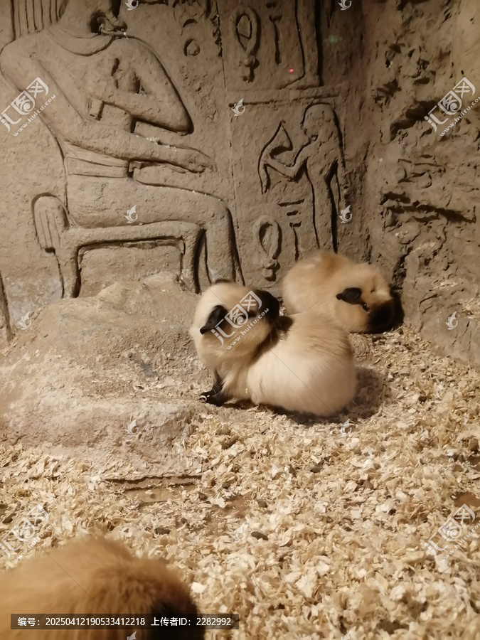 豚鼠