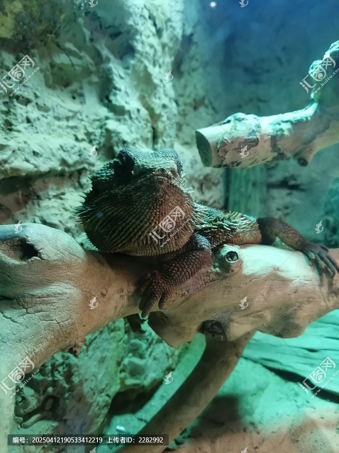 中部鬃狮蜥