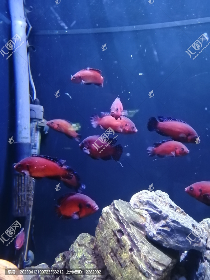 海洋馆热带鱼
