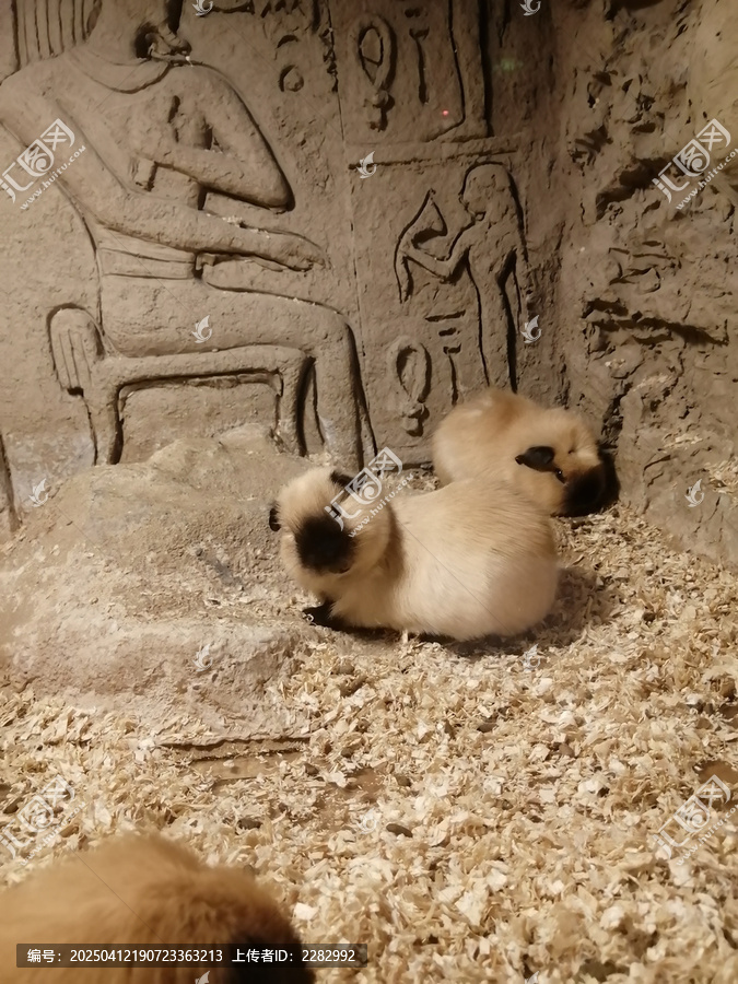 豚鼠