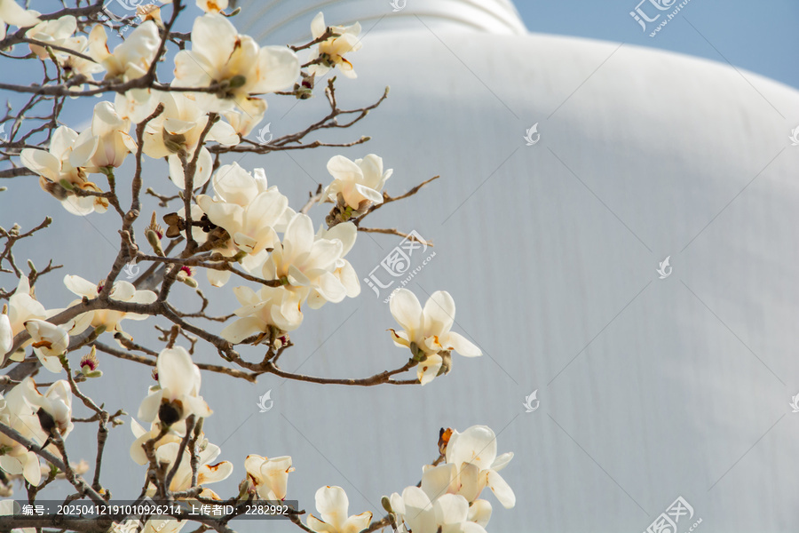古建筑旁春花玉兰