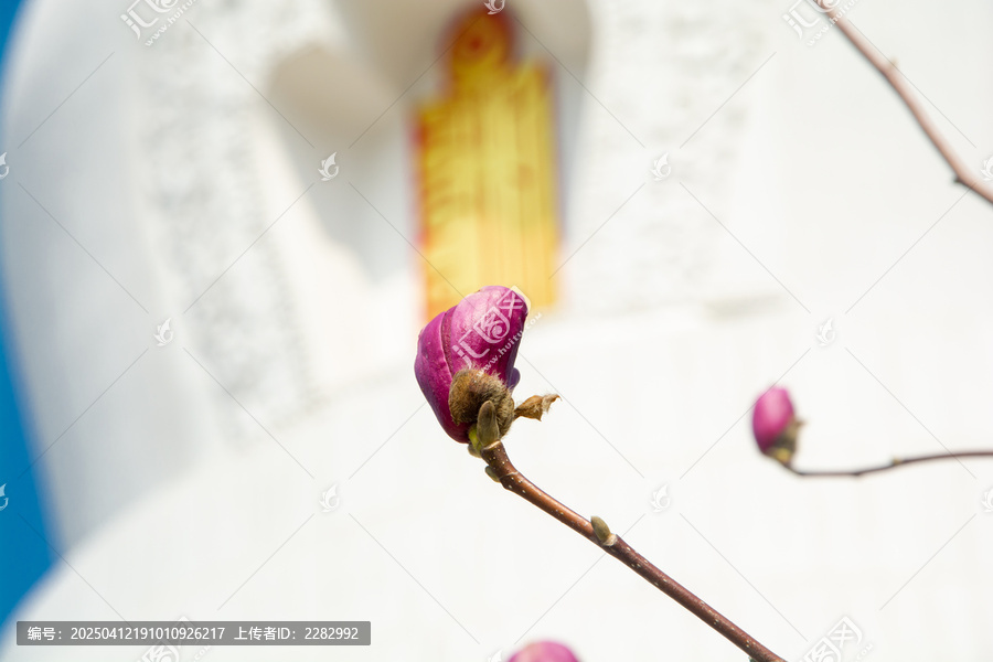 古建筑旁春花玉兰