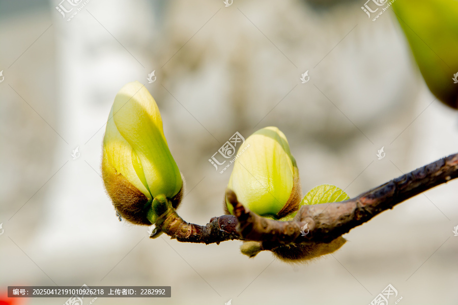 古建筑旁春花玉兰