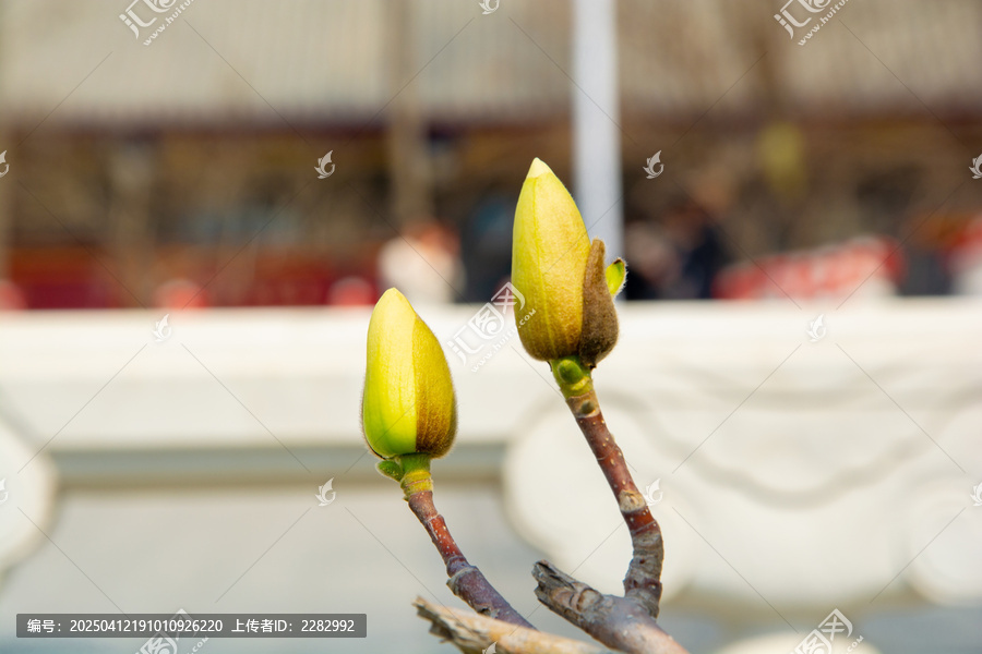 春天玉兰花
