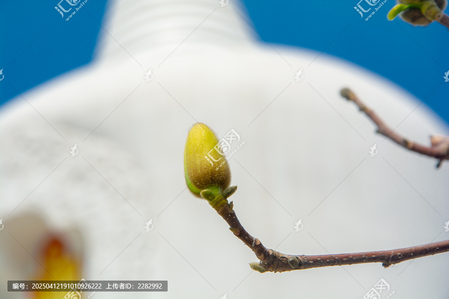 古建筑旁春花玉兰