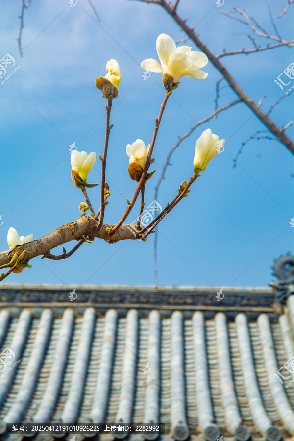 沈阳东塔寺玉兰花