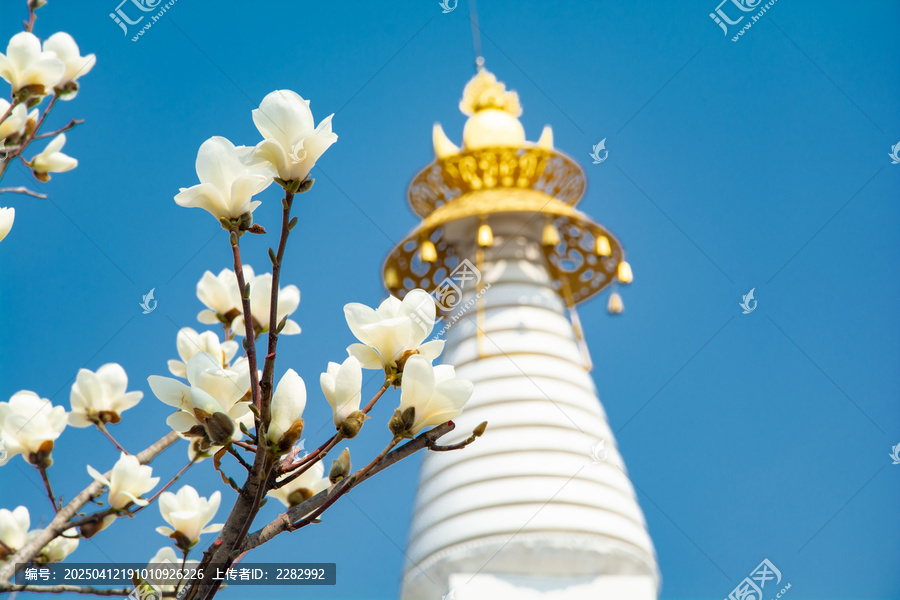 沈阳东塔寺玉兰花