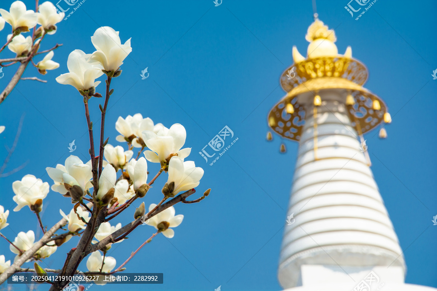 沈阳东塔寺玉兰花