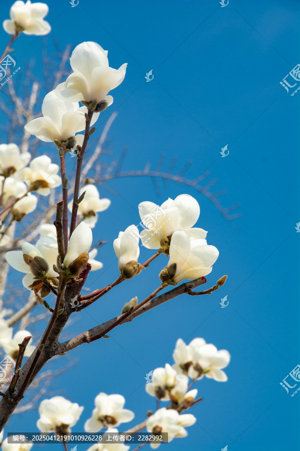 春天玉兰花开
