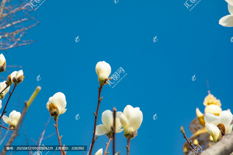 春天玉兰花开