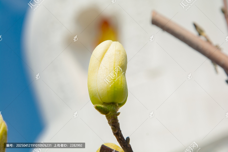 沈阳东塔寺玉兰花